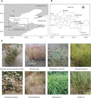 The diversity and structure of diazotrophic communities in the rhizosphere of coastal saline plants is mainly affected by soil physicochemical factors but not host plant species